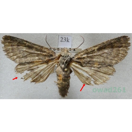 Dasypolia templi (Thunberg, 1792) Czech23k